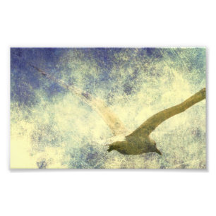 Seagull Grunge Foto Afdruk