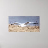 Seagull in flight  canvas afdruk (Voorkant)
