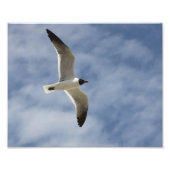 Seagull in Flight Foto Afdruk (Voorkant)