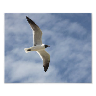 Seagull in Flight Foto Afdruk
