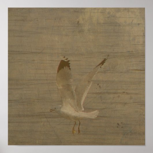 Seagull in Flight Poster (Voorkant)