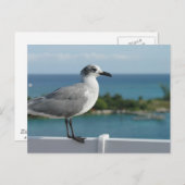 Seagull in het Briefkaart Paradijs (Voorkant / Achterkant)