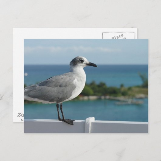 Seagull in het Briefkaart Paradijs (Voorkant / Achterkant)