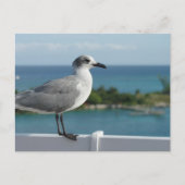 Seagull in het Briefkaart Paradijs (Voorkant)
