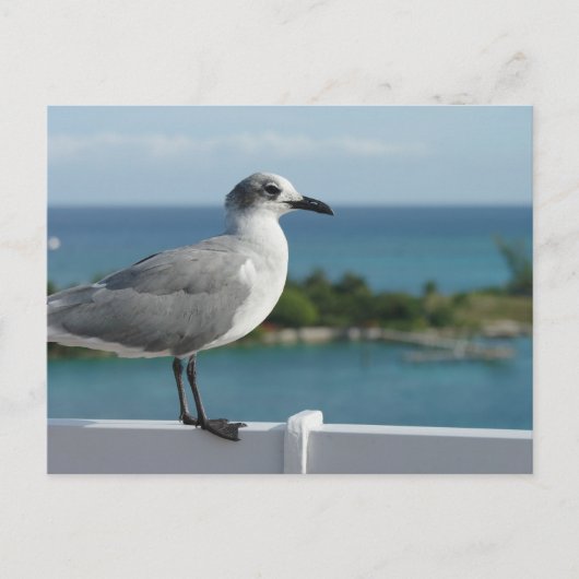 Seagull in het Briefkaart Paradijs (Voorkant)