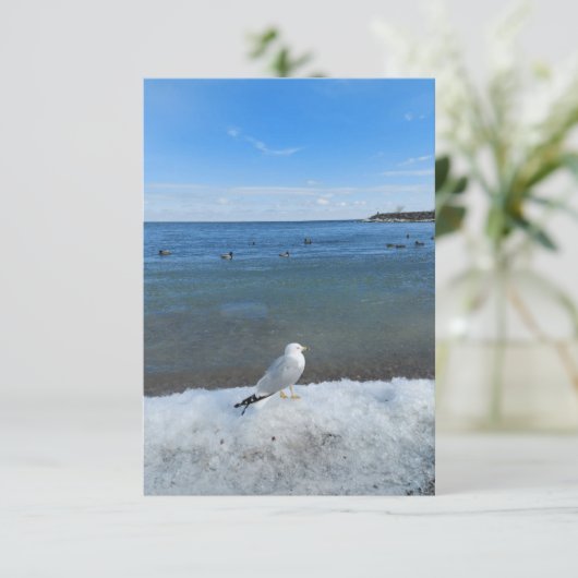 Seagull in het meer in de winter (Staand voorkant)