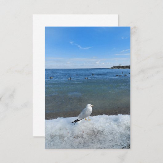 Seagull in het meer in de winter (Voorkant / Achterkant)