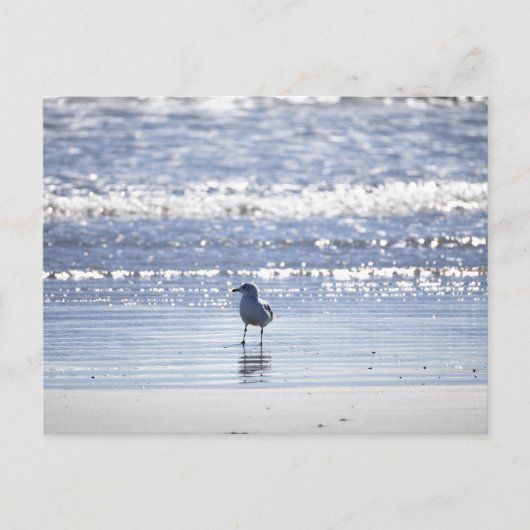 Seagull in Ocean Postcard Briefkaart (Voorkant)