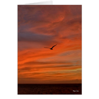 Seagull in Sunset - Texas Coast