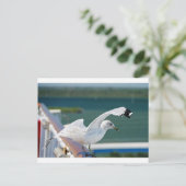 Seagull.JPG Briefkaart (Staand voorkant)