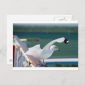 Seagull.JPG Briefkaart (Voorkant / Achterkant)
