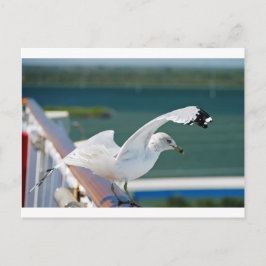 Seagull.JPG Briefkaart