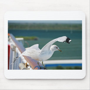 Seagull.JPG Muismat