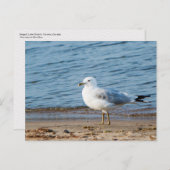Seagull, Lake Ontario, Toronto, Canada Briefkaart (Voorkant / Achterkant)