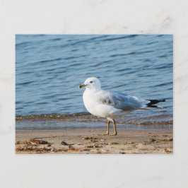 Seagull, Lake Ontario, Toronto, Canada Briefkaart