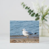 Seagull, Lake Ontario, Toronto, Canada Briefkaart (Staand voorkant)