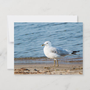 Seagull, Lake Ontario, Toronto, Canada Briefkaart
