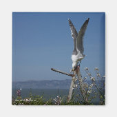 Seagull Magnet (Voorkant)
