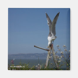 Seagull Magnet