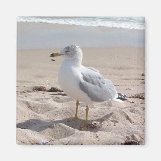Seagull Magnet (Voorkant)