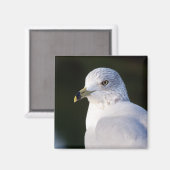 Seagull Magnet (Voorkant / Achterkant)