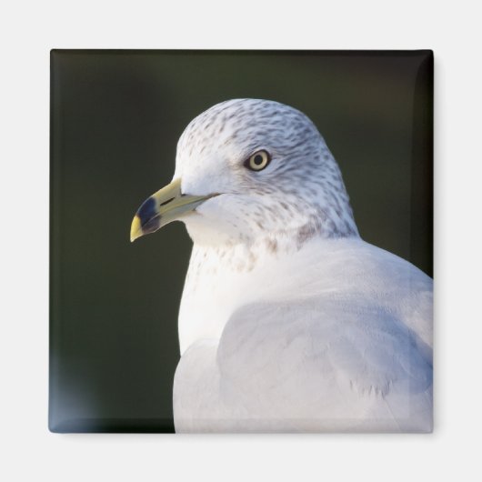 Seagull Magnet (Voorkant)