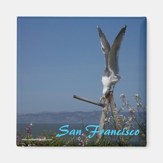 Seagull Magnet (Voorkant)