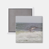Seagull Magnet (Voorkant / Achterkant)