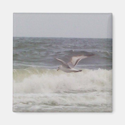 Seagull Magnet (Voorkant)