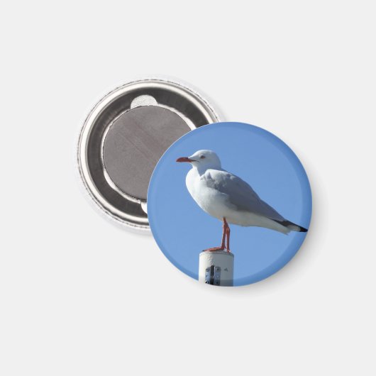 Seagull Magnet (Voorkant / Achterkant)