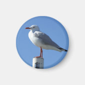 Seagull Magnet (Voorkant)
