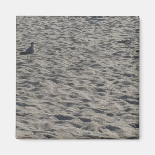 Seagull Magnets Magneet (Voorkant)