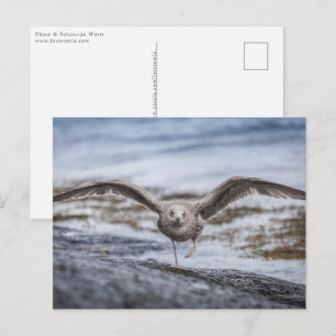 Seagull Natuur Foto Briefkaart