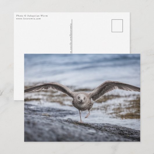 Seagull Natuur Foto Briefkaart (Voorkant / Achterkant)