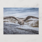 Seagull Natuur Foto Briefkaart (Voorkant)