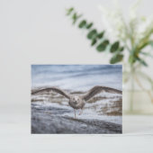 Seagull Natuur Foto Briefkaart (Staand voorkant)