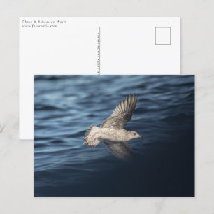 Seagull Natuur Foto Briefkaart
