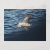 Seagull Natuur Foto Briefkaart (Voorkant)