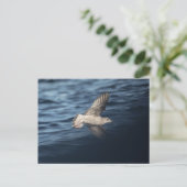 Seagull Natuur Foto Briefkaart (Staand voorkant)