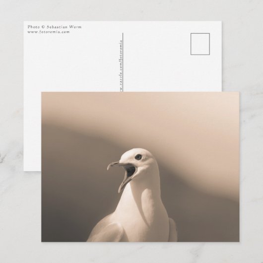 Seagull Natuur Foto Briefkaart (Voorkant / Achterkant)