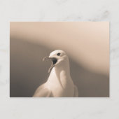 Seagull Natuur Foto Briefkaart (Voorkant)
