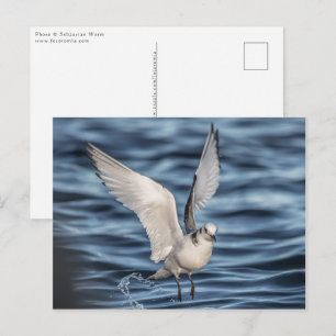 Seagull Natuur Foto Briefkaart