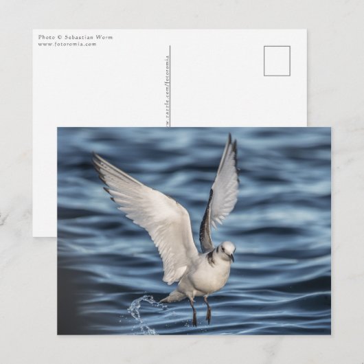 Seagull Natuur Foto Briefkaart (Voorkant / Achterkant)