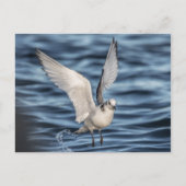 Seagull Natuur Foto Briefkaart (Voorkant)
