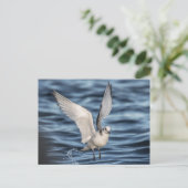 Seagull Natuur Foto Briefkaart (Staand voorkant)