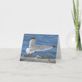 Seagull Notecard Kaart (Voorkant)