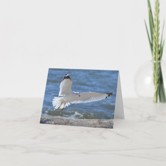 Seagull Notecard Kaart (Voorkant)