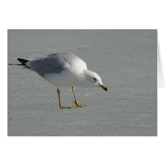 Seagull on Mississippi River Ice (Voorkant Horizontaal)