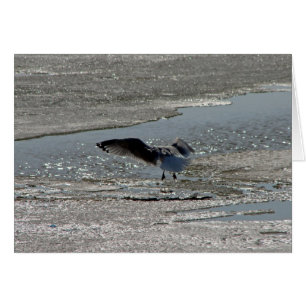 Seagull on River Ice