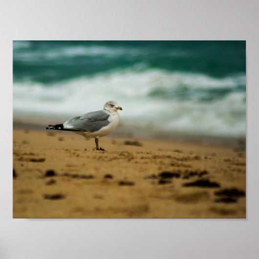 Seagull op Beach, Florida Poster (Voorkant)